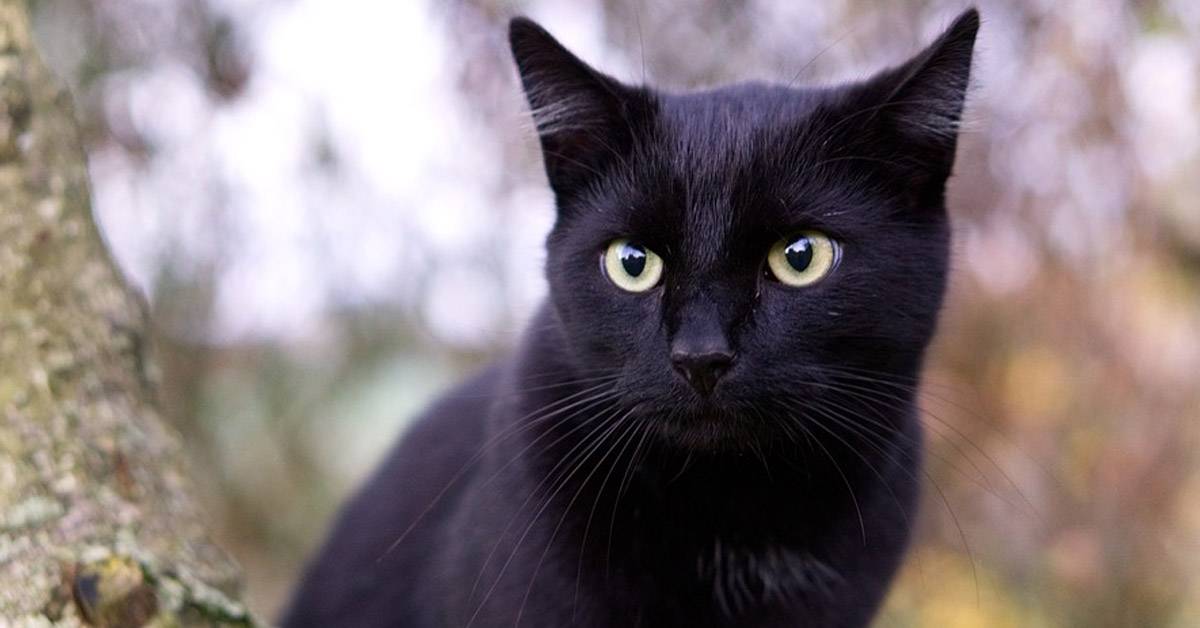 Gatto nero che osserva