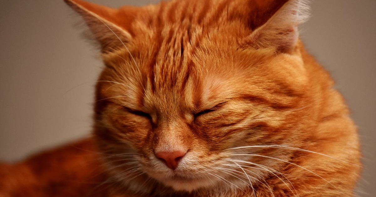 Gatto rosso con occhi chiusi