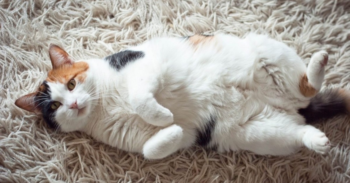 Gatto adulto pancia gonfia 5 لماذا تستلقي القطط على ظهرها عند رؤيتك؟ 1 لماذا تستلقي القطط على ظهرها عند رؤيتك؟