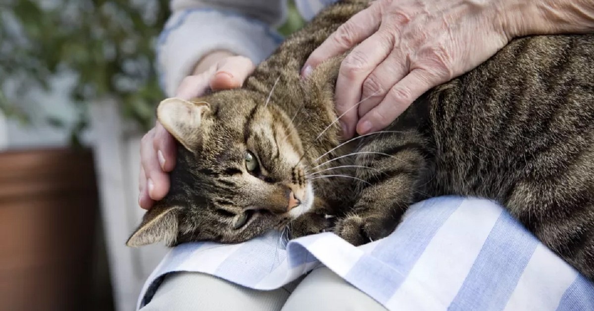 Gatto anziano fa pipì e defeca fuori dalla lettiera: cosa si può fare?