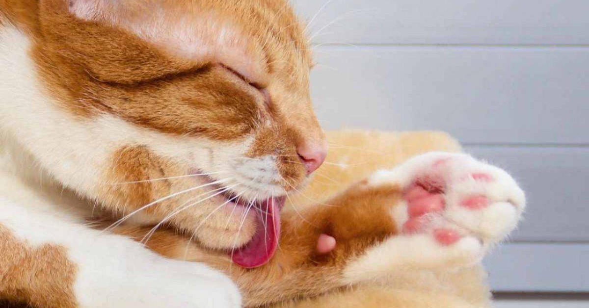 Gatto anziano con le zampe gonfie: cosa può significare e come aiutarlo