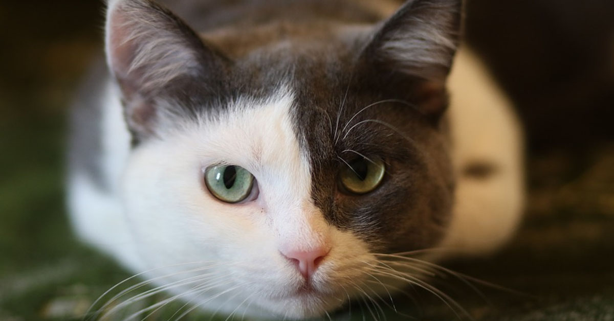 Héclair, il gattino che è riuscito a riabbracciare la sua proprietaria dopo 4 anni