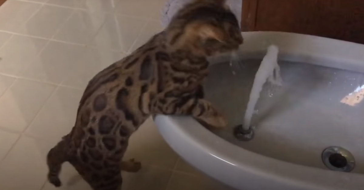 Gatto del Bengala in un bidet