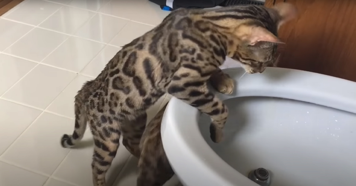 I gatti del Bengala giocano con un bidet e il video conquista il web