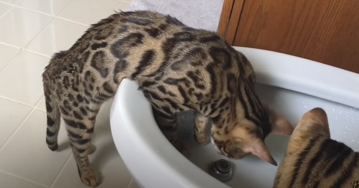 Gatti del Bengala in un bidet