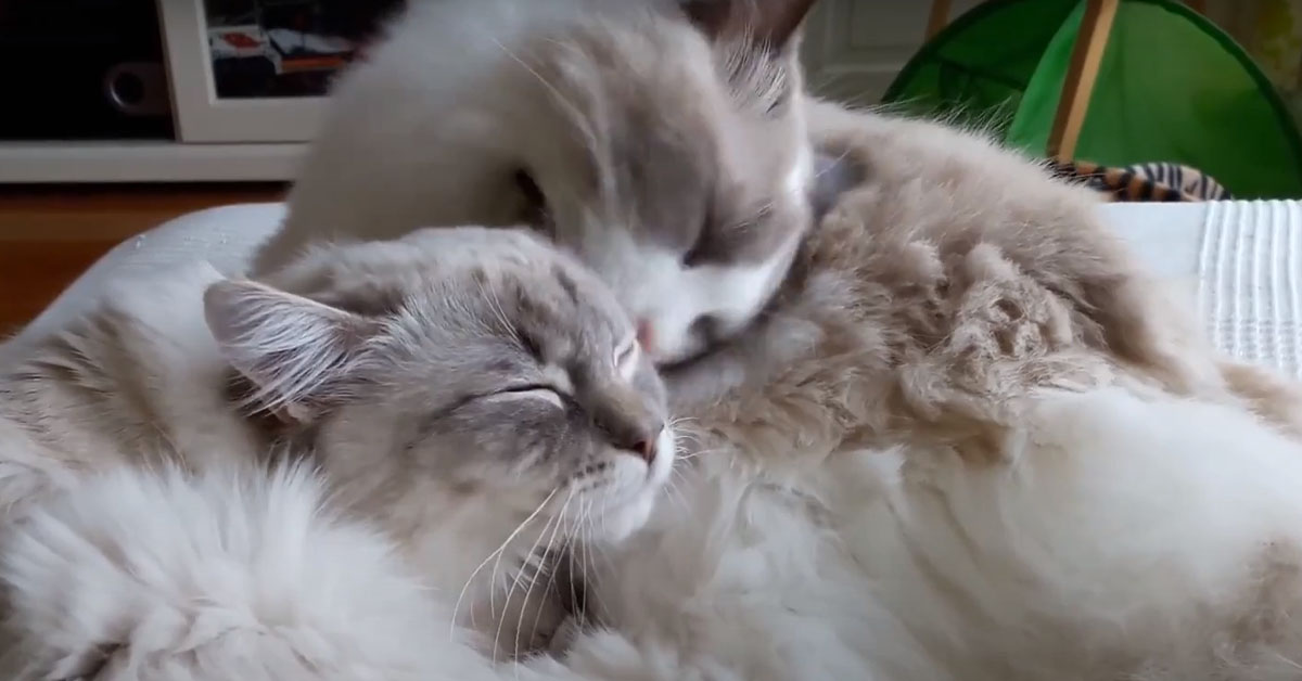 I gattini Ragdoll si fanno le coccole dopo aver perso la loro mamma (video)
