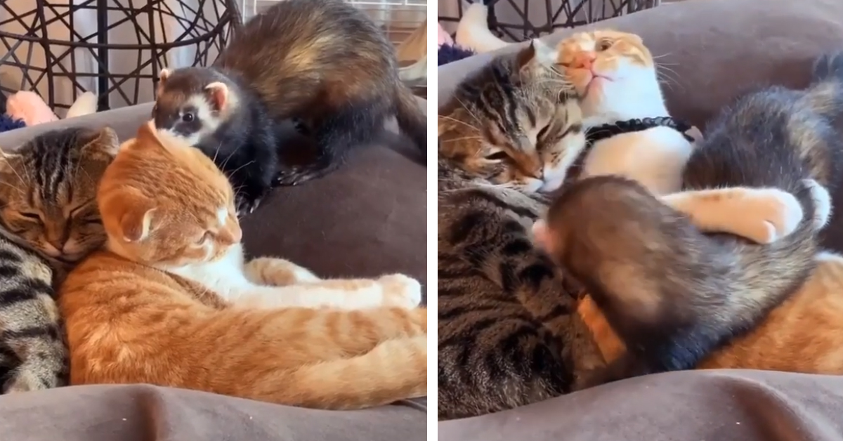 I gattini abbracciano una lontra e il video emoziona il web
