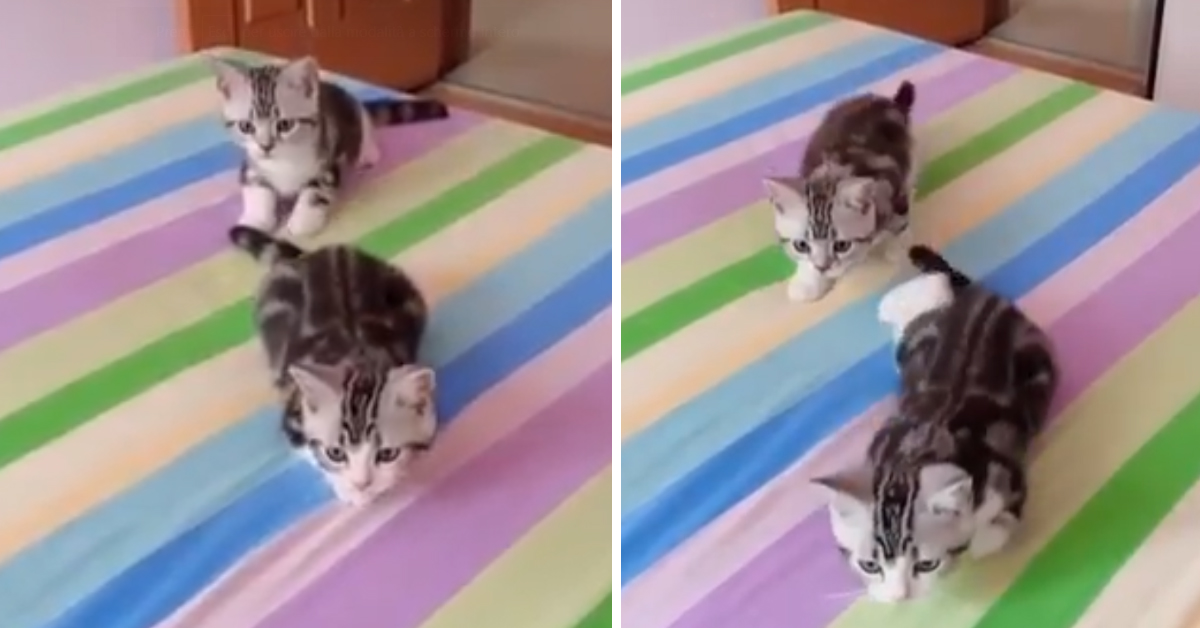 I gattini “clone” attaccano perfettamente sincronizzati (video)