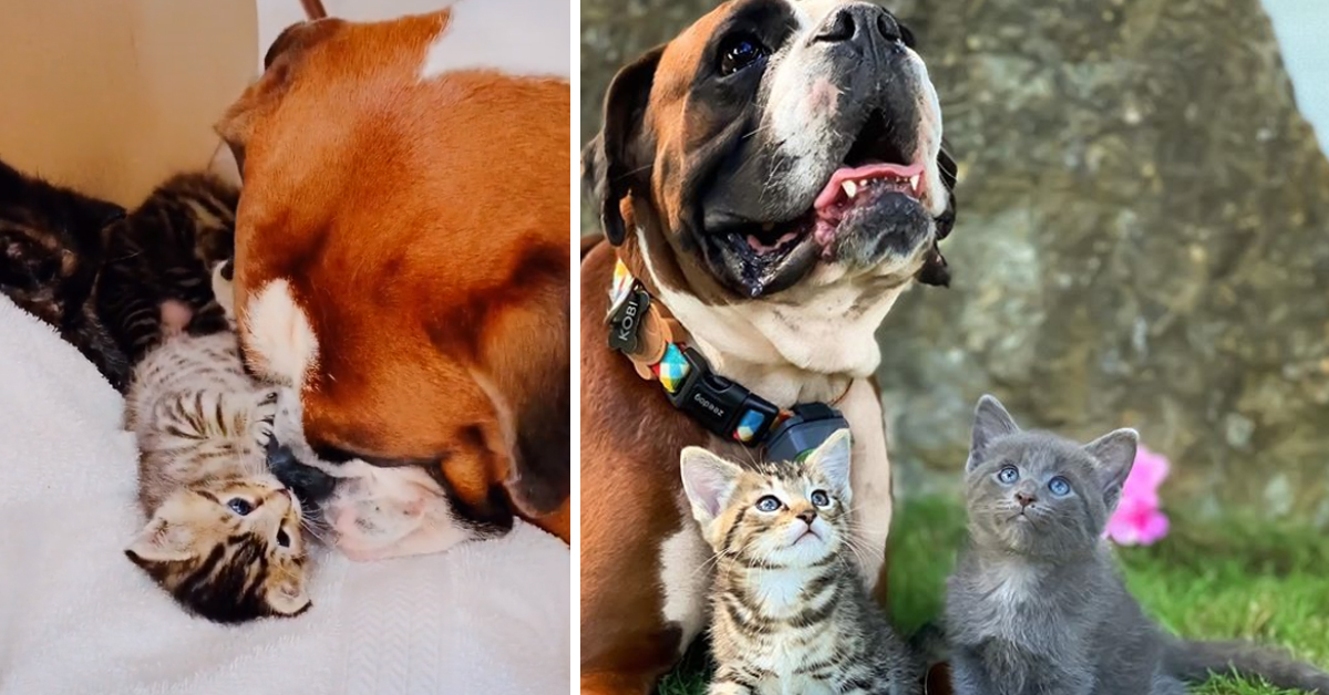 I gattini sono stati adottati da un Boxer e la loro amicizia è diventata virale (video)