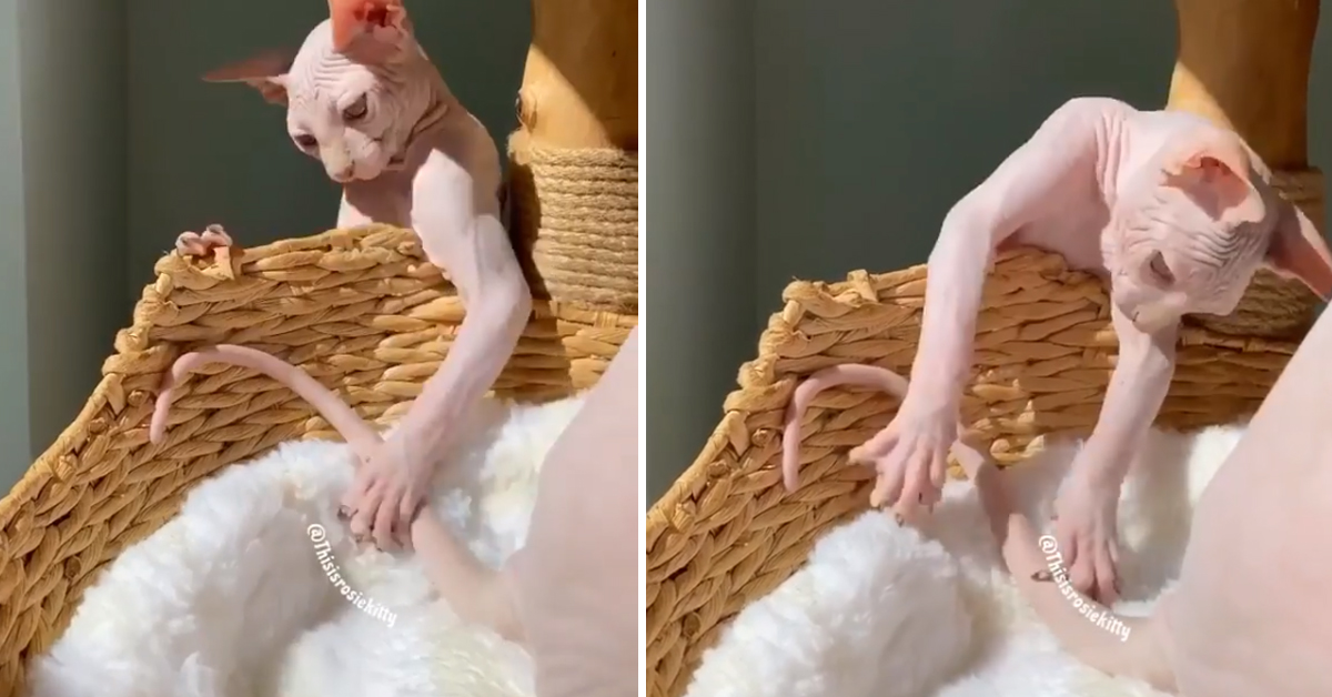 Il dispettoso gattino Sphynx gioca con la coda del fratello (video)