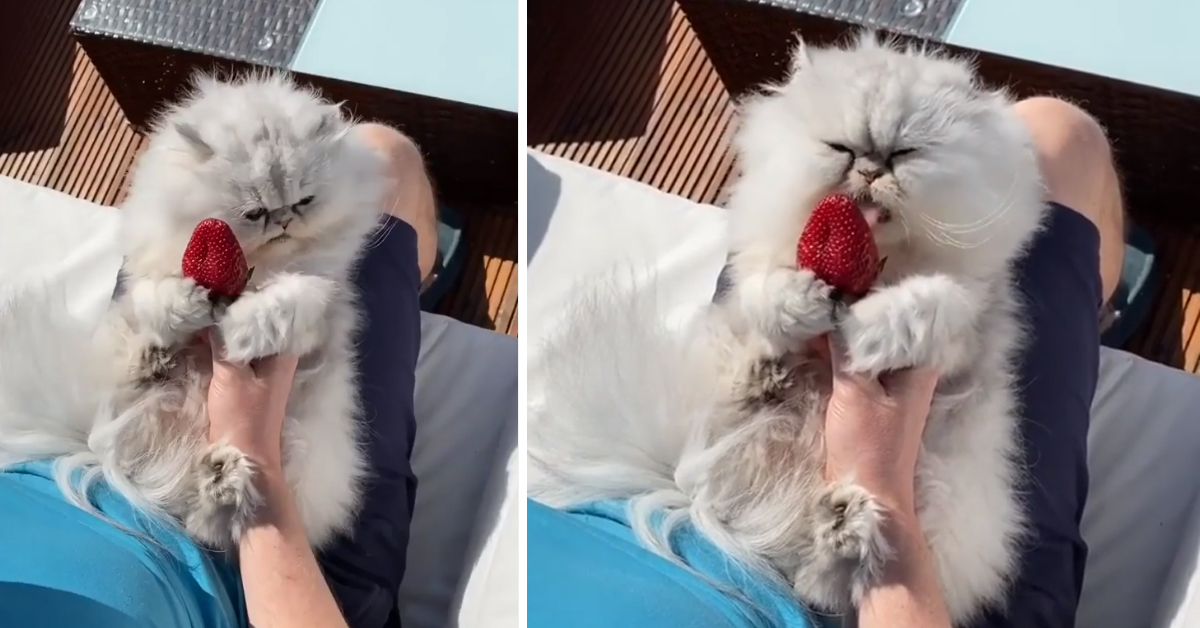 Il gattino Persiano assaggia una fragola e la sua reazione è virale (video)