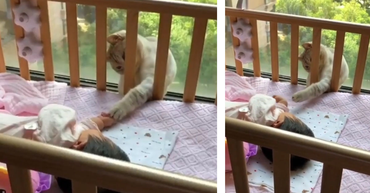Il gattino accarezza la bambina che dorme e il video diventa virale