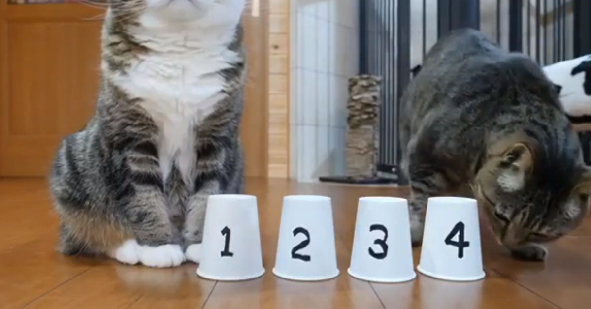Il gattino affronta il trucco di magia e la sua performance fa il giro del web (video)