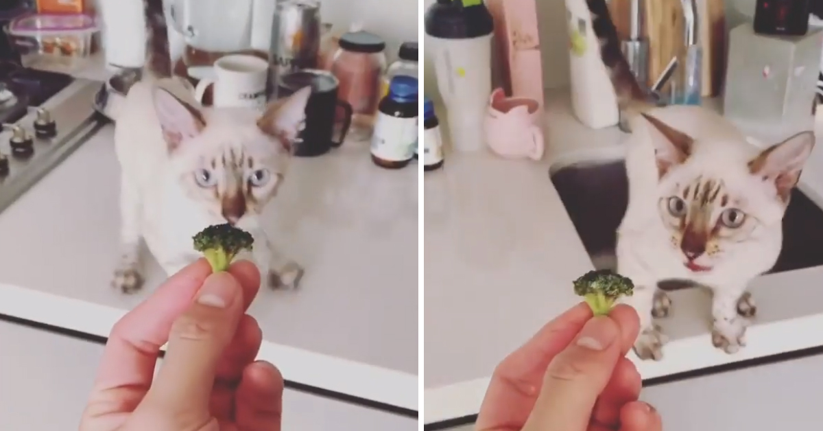Il gattino assaggia un broccolo e la sua reazione fa il giro del web (video)