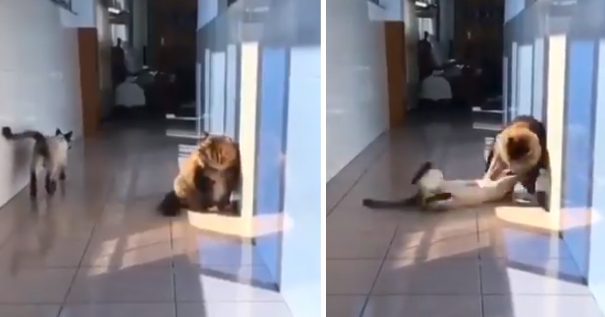 Il gattino “attacca” in un modo davvero insolito un altro felino e il video diventa virale