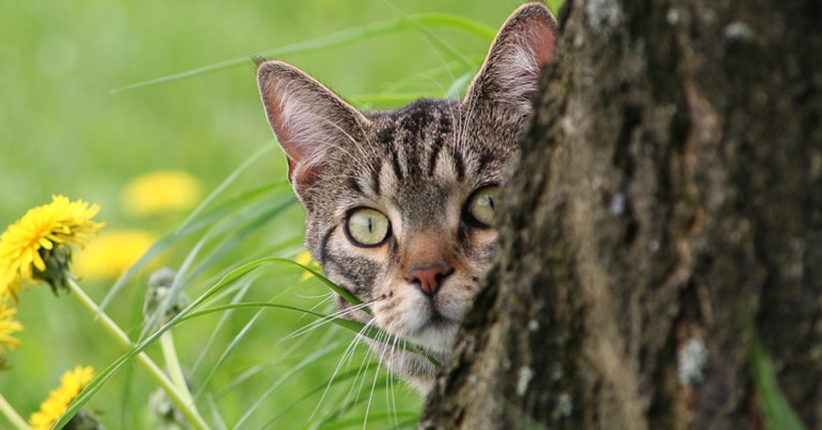 Gatto nascosto dietro ad un albero