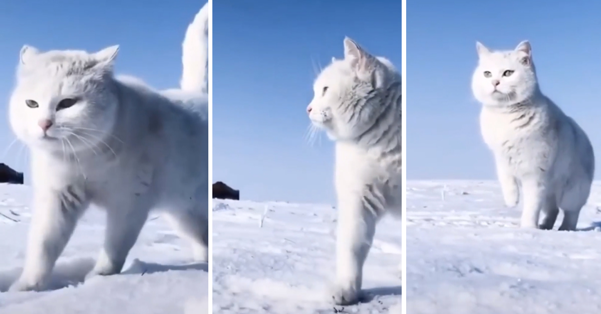 Il gattino cammina nella neve e la sua eleganza fa impazzire il web (video)