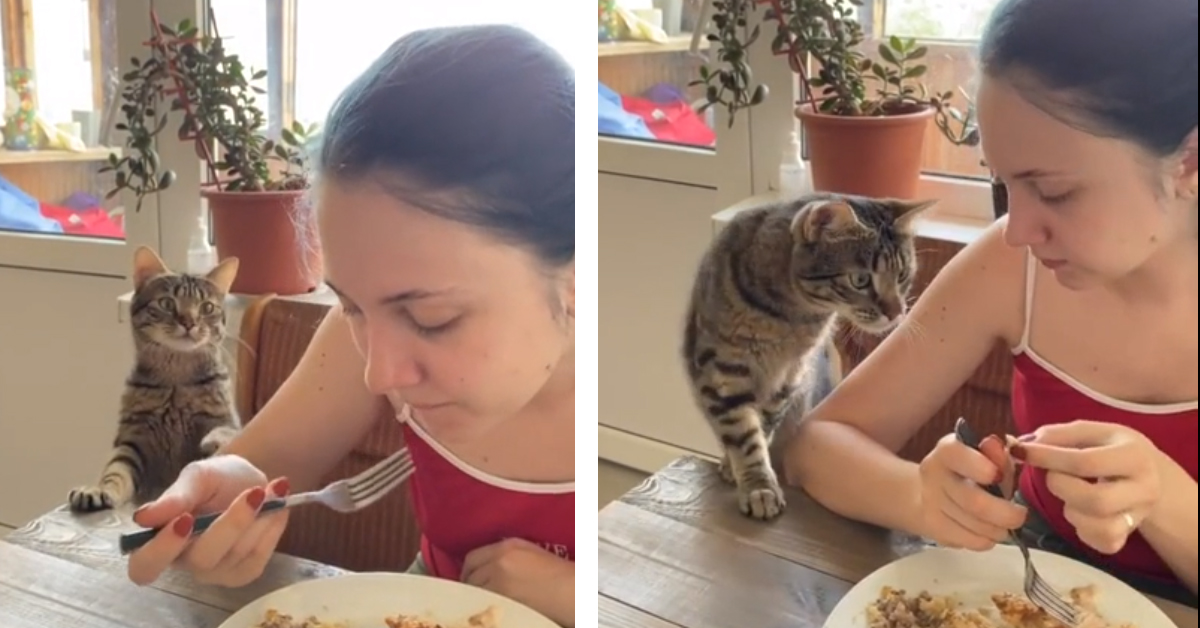 Il gattino chiede il cibo alla proprietaria in un modo davvero educato (video)