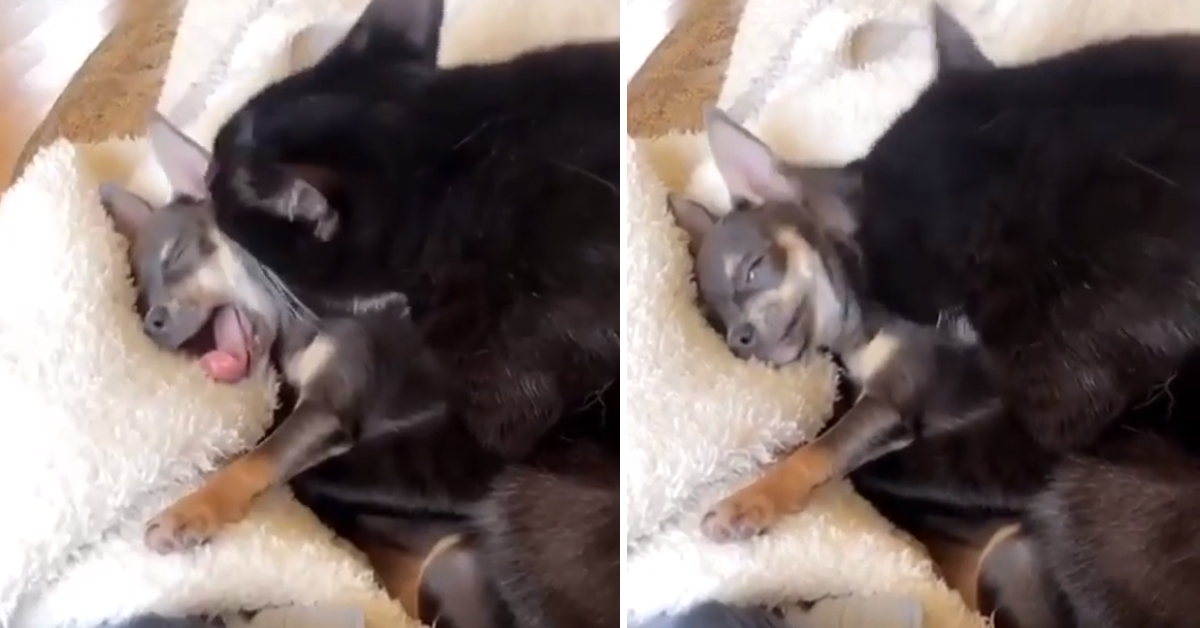 Il gattino coccola il Chihuahua e il tenero momento fa il giro del web (video)