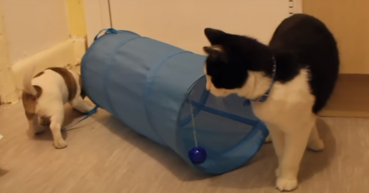 Gatto con un cucciolo di cane