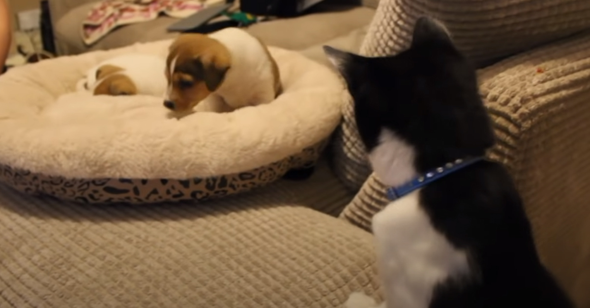 Gatto con un cucciolo di cane