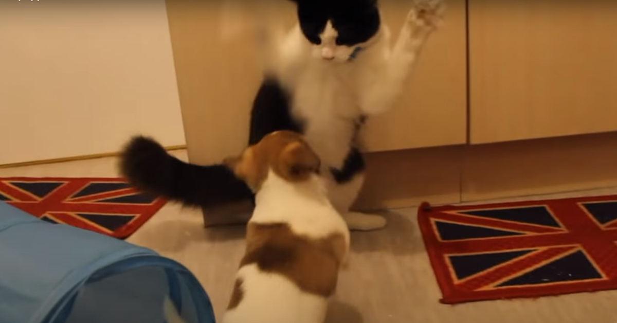 Il gattino conosce i due nuovi cuccioli di casa e la reazione è virale (video)