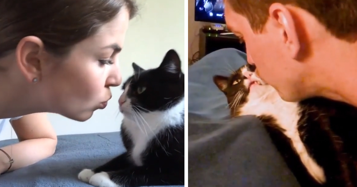 Il gattino detesta i baci e sa come farlo capire ai suoi proprietari (video)