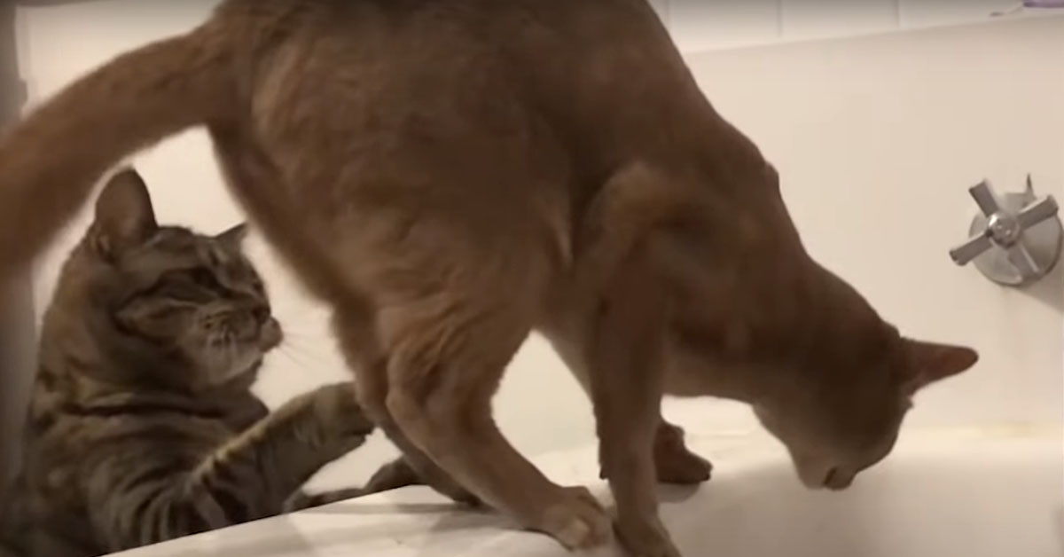Il gattino dispettoso fa uno scherzo al fratello a bordo vasca (video)