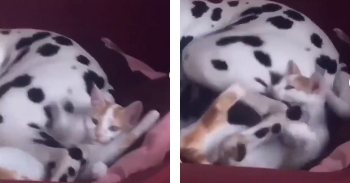 Il gattino dorme con un Dalmata, ma non ha fatto i conti con la sua coda (video)