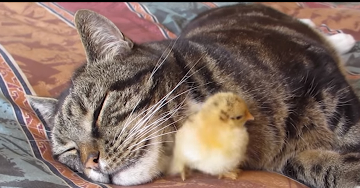 Il gattino dorme con un pulcino e il video conquista il web