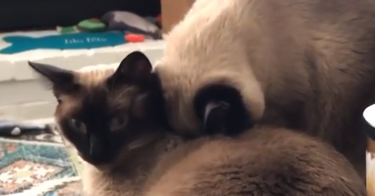 Il gattino dorme in una posizione assurda e il video conquista il web