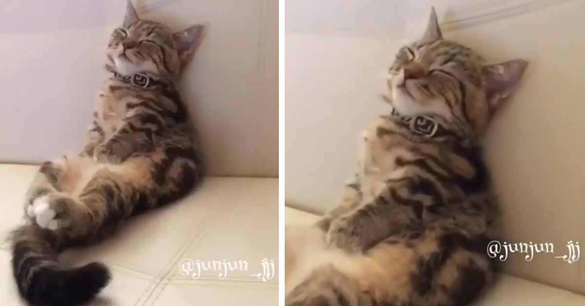 Il gattino dorme seduto come un essere umano e il video diventa virale