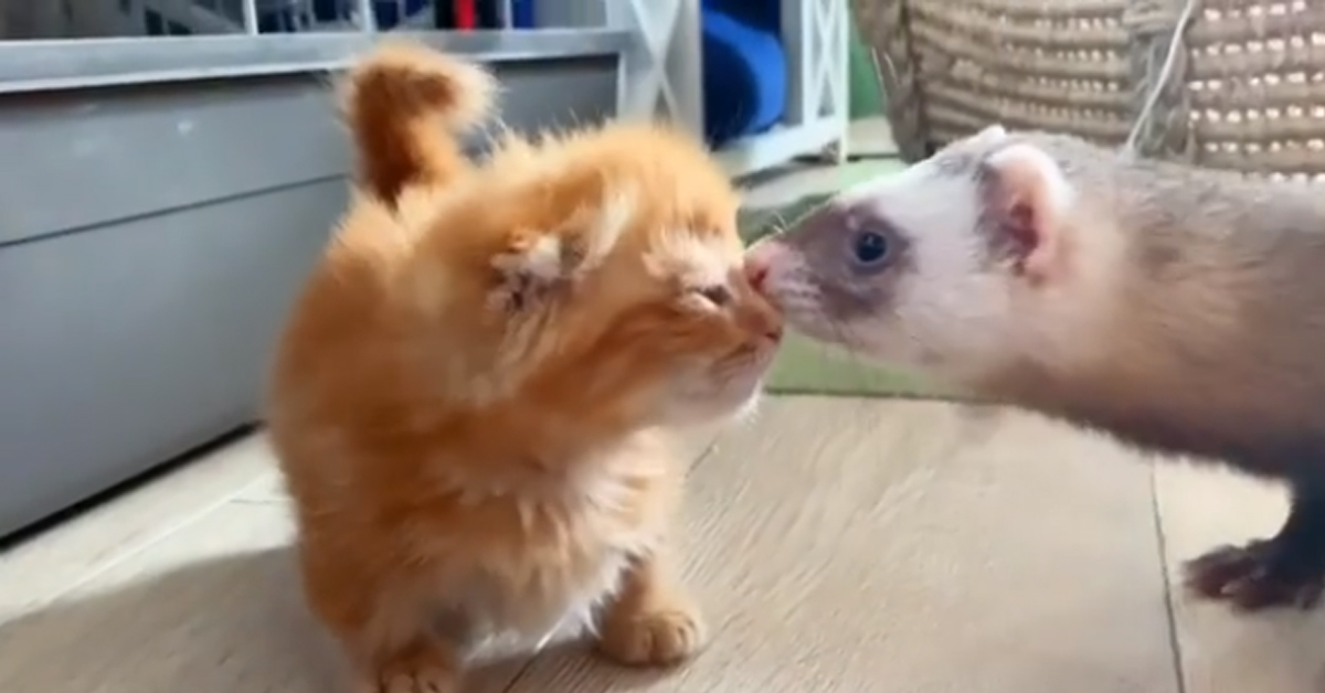 Il gattino e il furetto si incontrano per la prima volta e il video emoziona il web