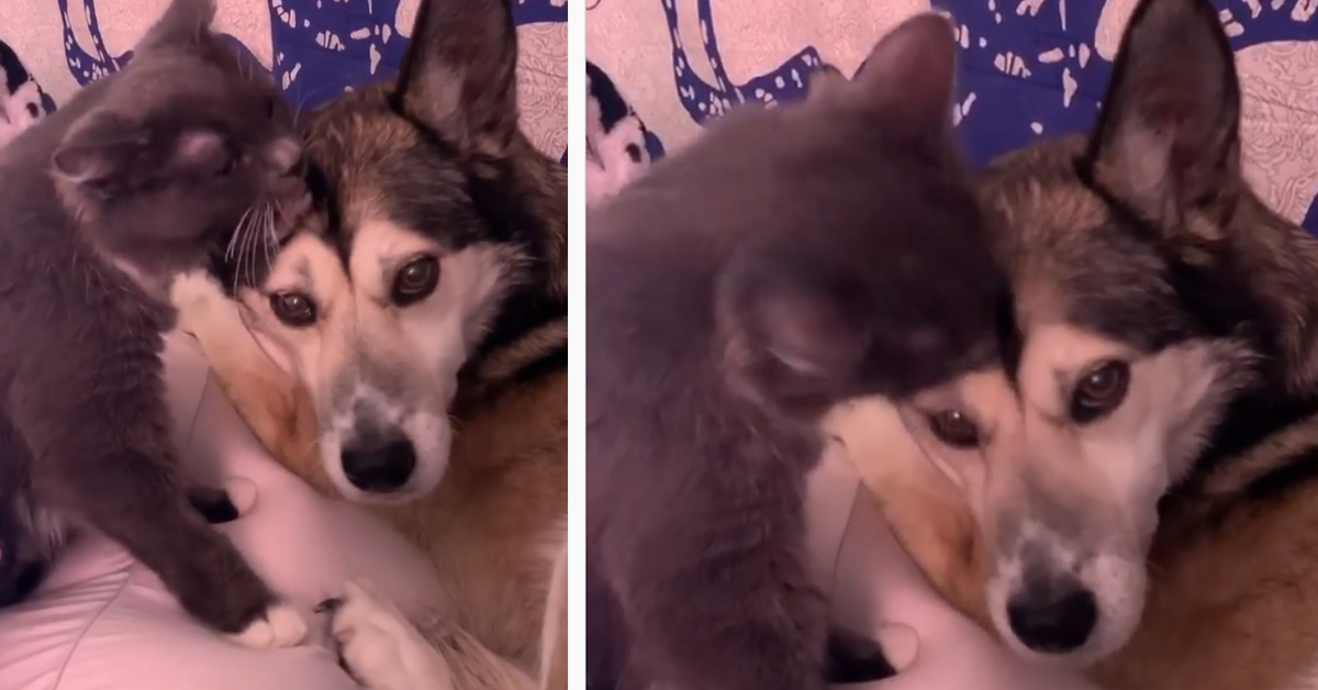 Il gattino e l’Husky si fanno le coccole e il video conquista il web