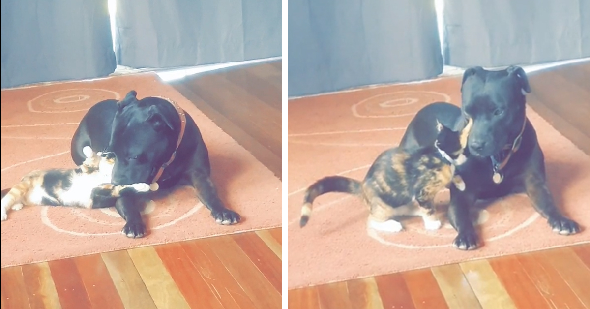 Il gattino fa amicizia con un Amstaff e il video conquista il web