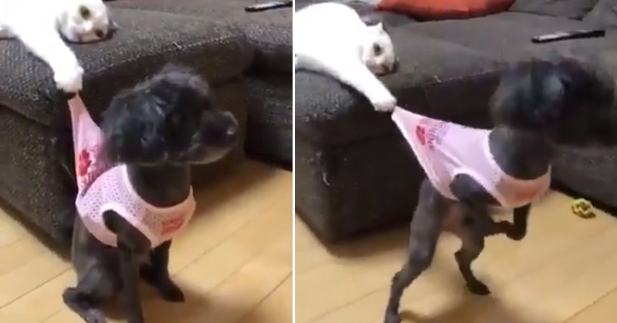 Il gattino fa un simpatico scherzo al cane e il video diventa virale