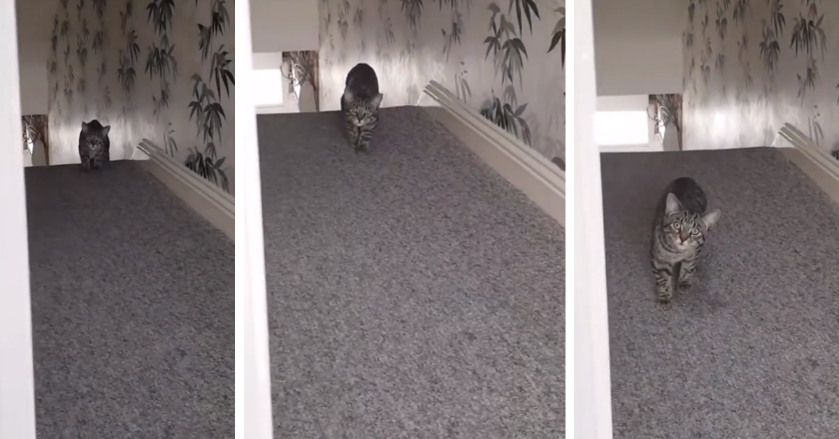 Il gattino gioca ad “un, due, tre, stella” e il video fa impazzire il web