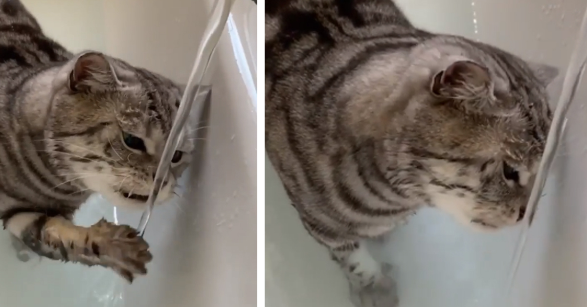 Il gattino gioca con l’acqua, tentando addirittura di morderla (video)