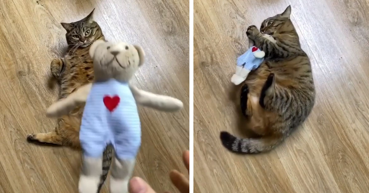 Il gattino gioca con un peluche e il video diventa virale