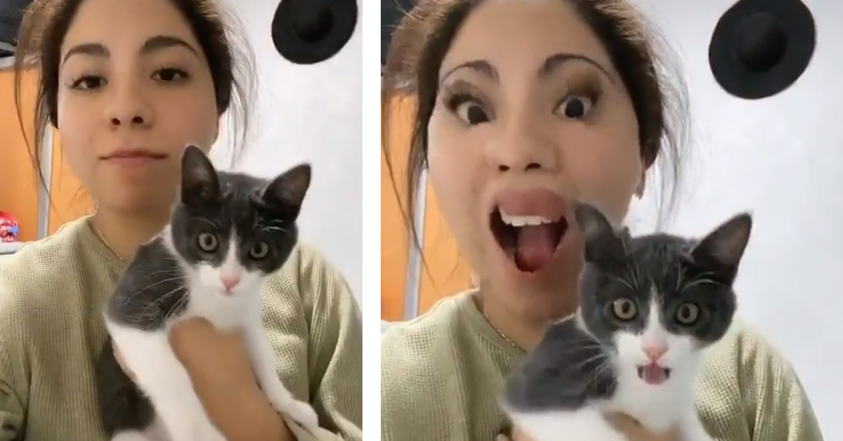Il gattino ha paura del filtro di TikTok e il video diventa virale