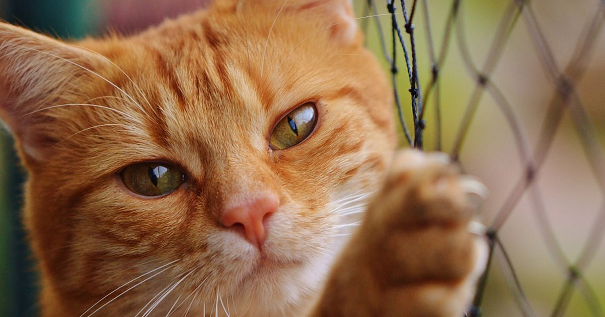 Gatto attaccato ad una rete