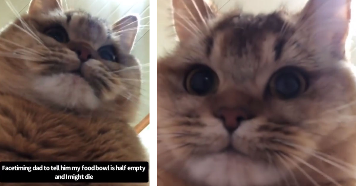 Il gattino in videochiamata avverte il papà che la sua ciotola è mezza vuota (video)