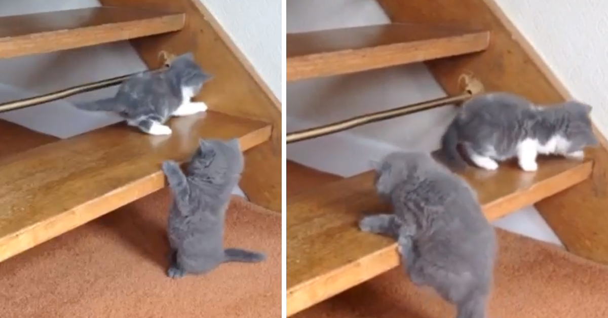 Il gattino non riesce a salire le scale e la sua “impresa” diventa virale (video)