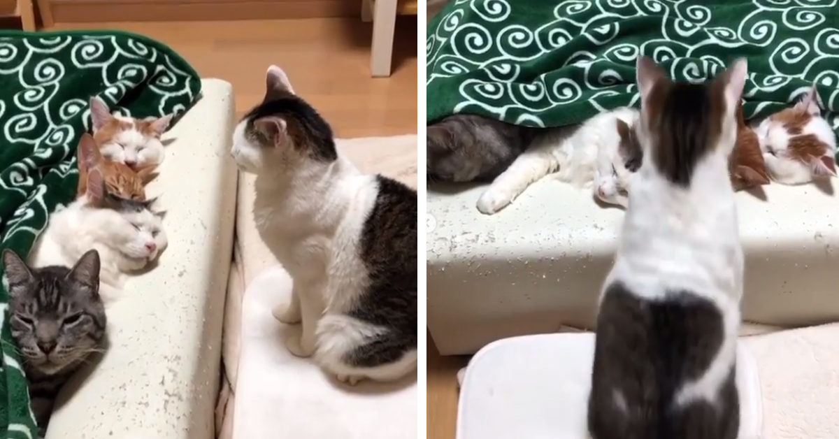 Il gattino non trova posto per dormire tra i suoi amici e la sua reazione diventa virale (video)