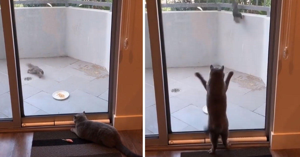 Il gattino non vuole che lo scoiattolo mangi il suo cibo e il video diventa virale