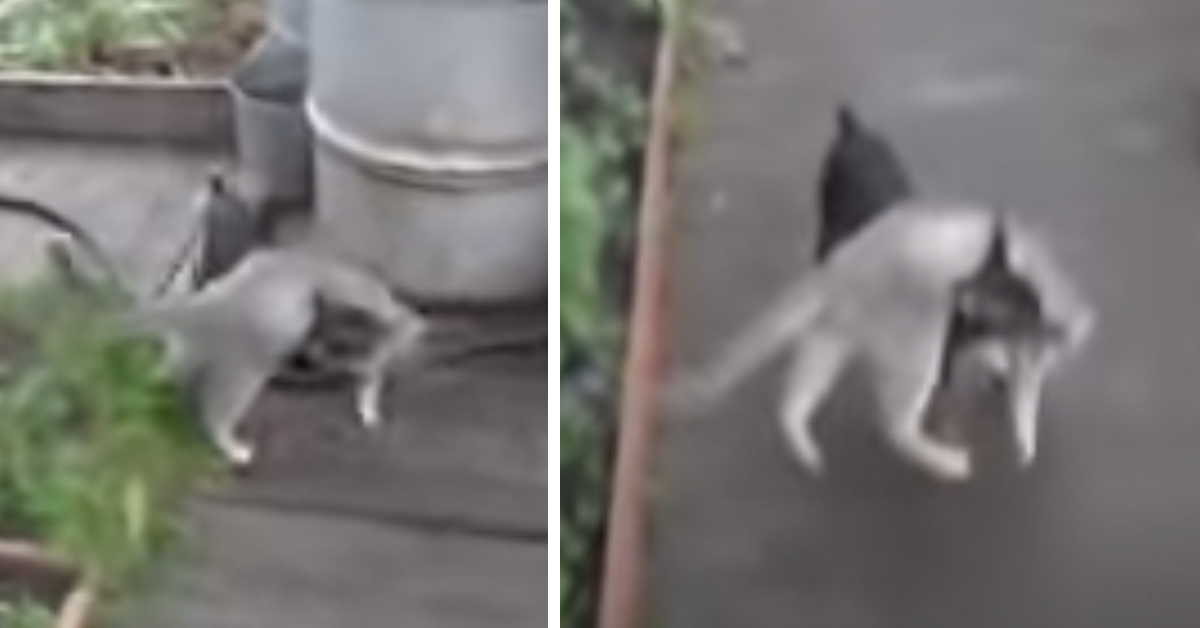 Il gattino non vuole tornare a casa e il Chihuahua decide di intervenire (video)