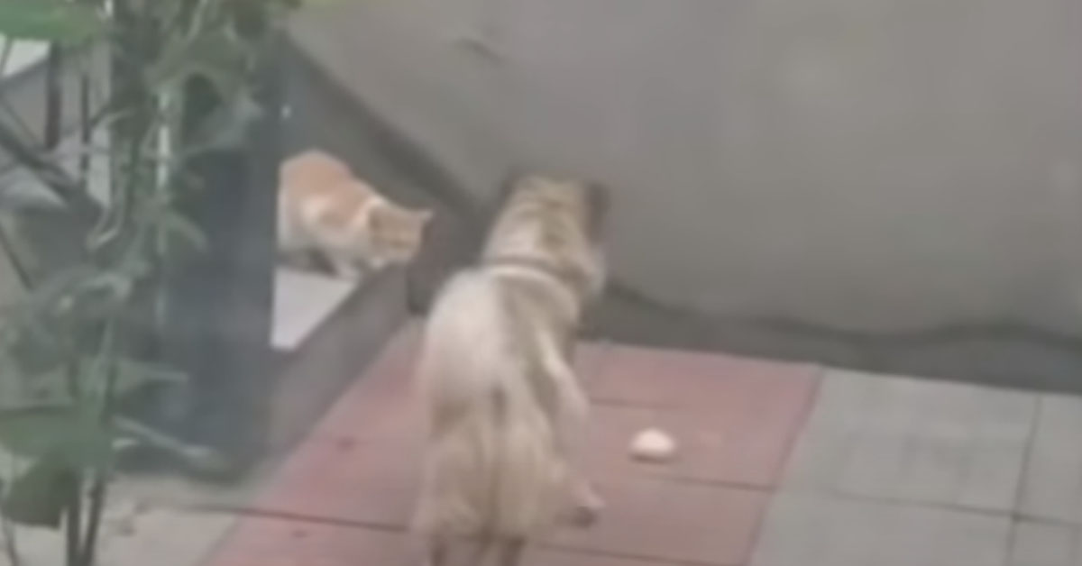 Il gattino randagio riceve il cibo da un cagnolino generoso e il video emoziona il web