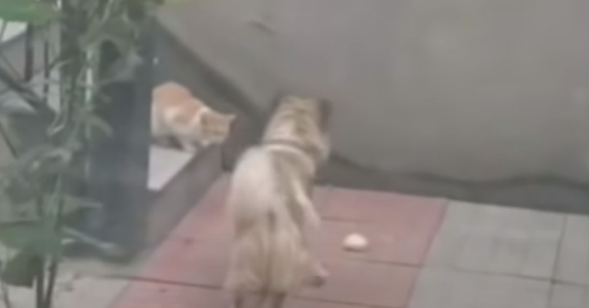 Il gattino randagio riceve il cibo da un cagnolino generoso e il video emoziona il web