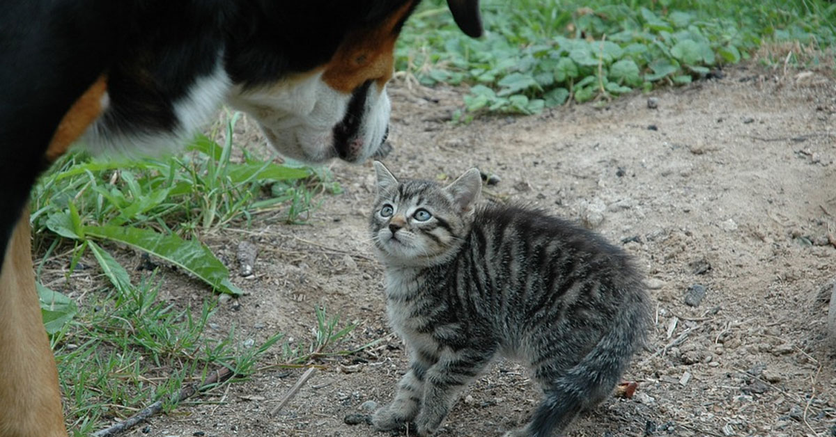 Gattino con un cane