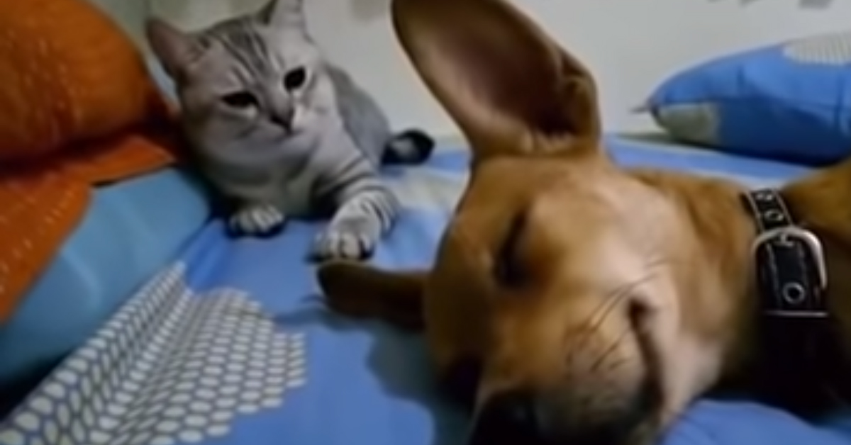 Il gattino rimprovera il cane che si è lasciato andare con un po’ di flatulenza (video)